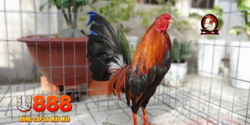 nohu56 game máy bay nổ hũ