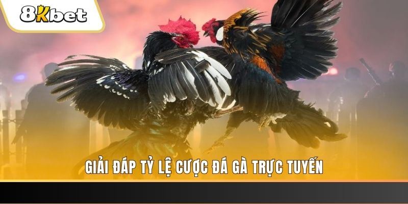 nohu56 xổ số ba đài