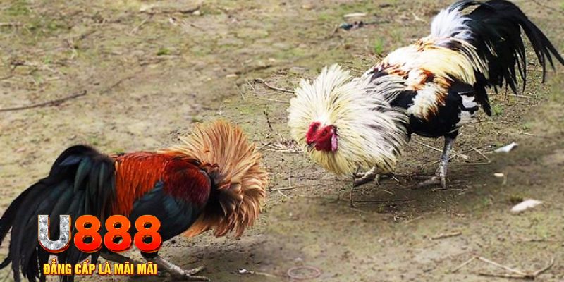 nohu56 game nổ hũ là gì